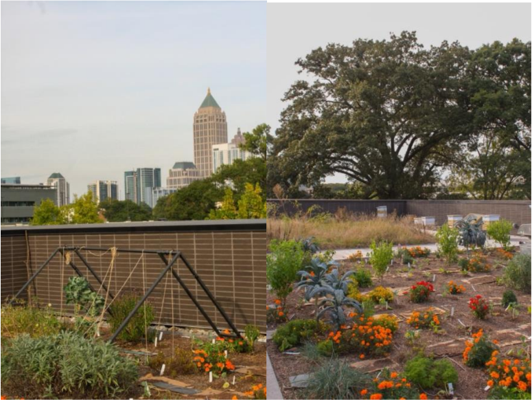 The Kendeda Building's rooftop garden at Georgia Tech
